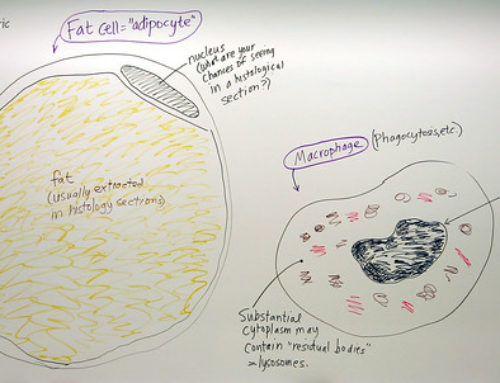 Cytoplasmic (Cell) Membrane, Mesosome and Cytoplasm