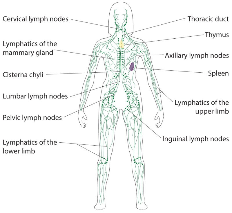 swollen submental triangle