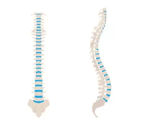normal spine curvature
